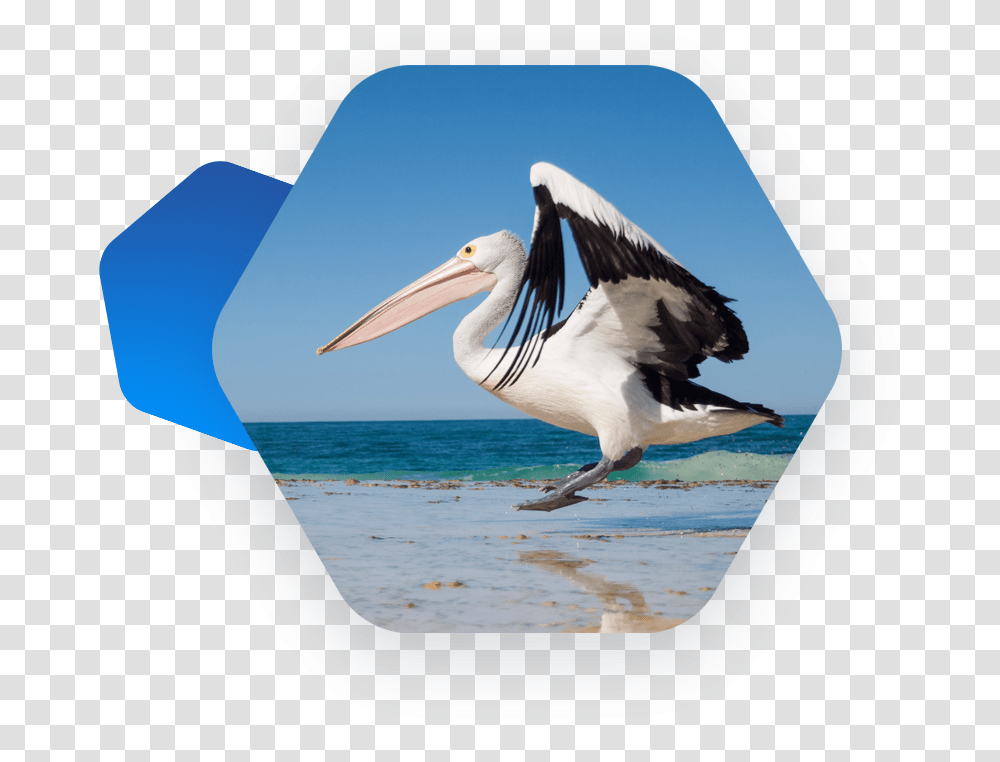 Brown Pelican, Bird, Animal, Seagull, Outdoors Transparent Png