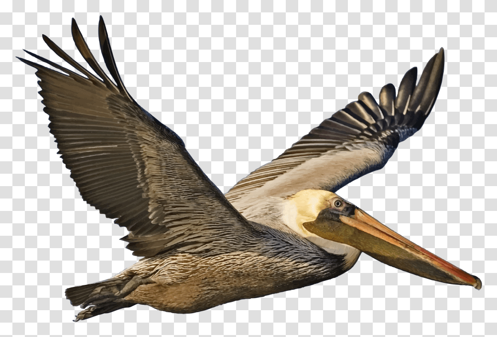 Brown Pelican Brown Pelican, Bird, Animal, Beak, Flying Transparent Png