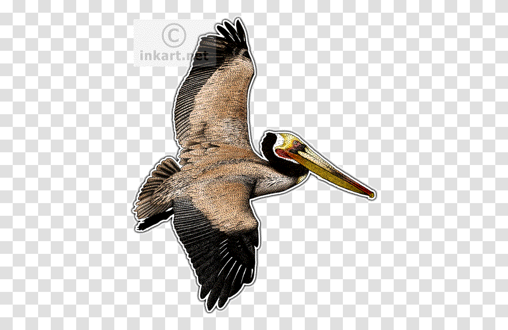 Brown Pelican Brown Pelican Images, Bird, Animal, Axe, Tool Transparent Png