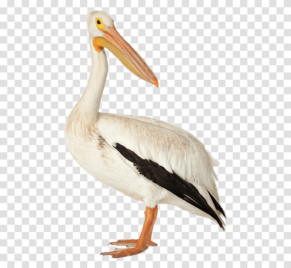 Brown Pelican Pelican Bird, Animal, Beak Transparent Png