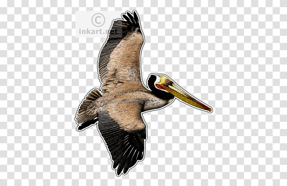 Brown Pelican Wild Animals In Louisiana, Bird, Flying, Beak Transparent Png