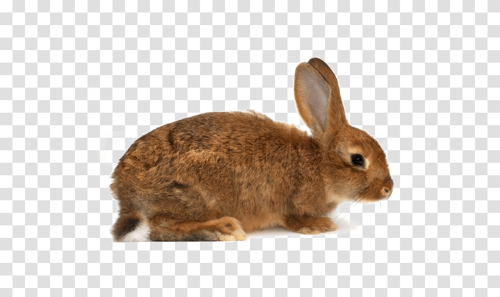 Brown Rabbit Download Image Rabbit With A White Background, Hare, Rodent, Mammal, Animal Transparent Png