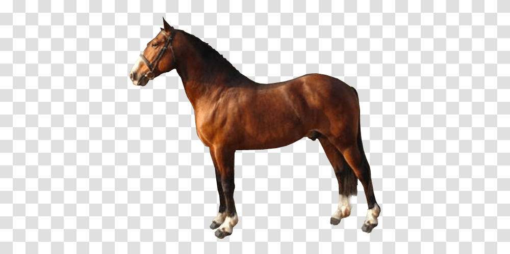 Brown Race Horse Image Hunters Light Stallion, Mammal, Animal, Colt Horse, Foal Transparent Png