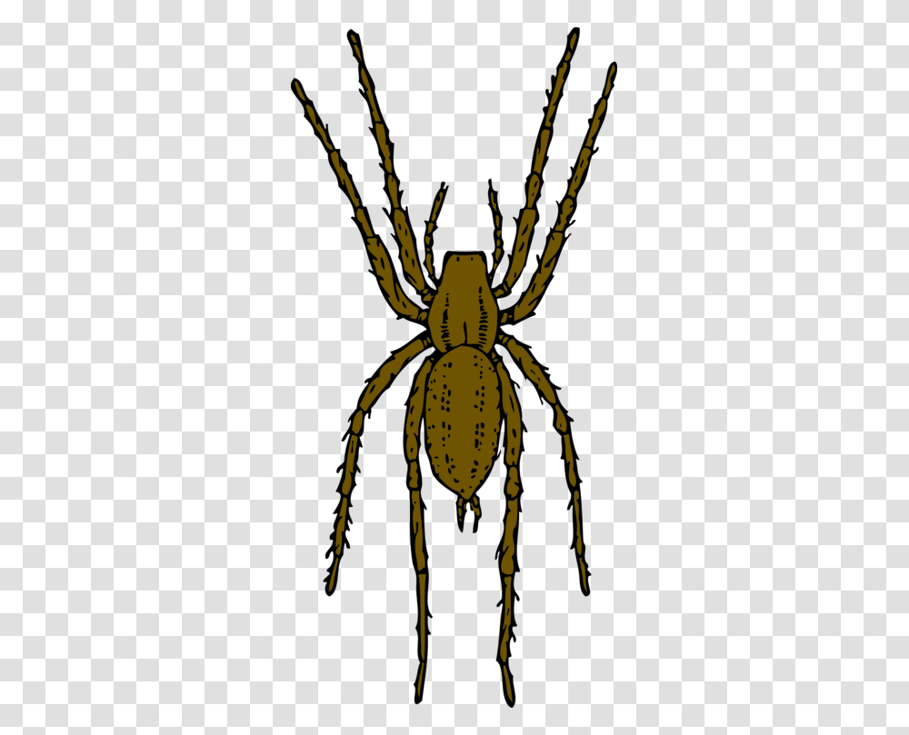 Brown Recluse Spider Widow Spiders Arthropod House Spider Free, Animal, Invertebrate, Insect, Arachnid Transparent Png