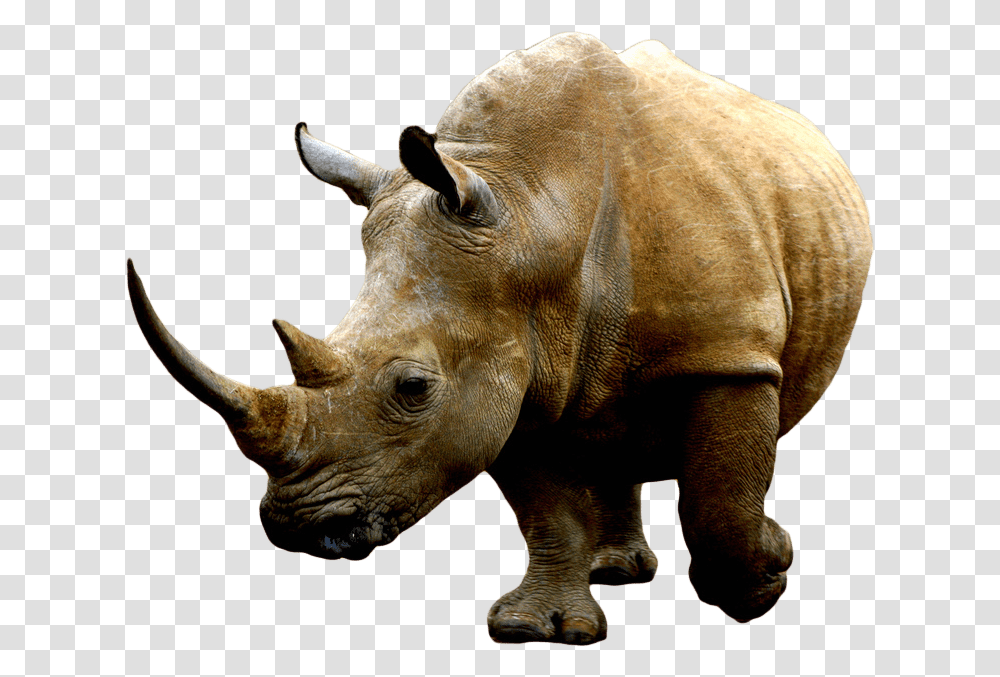 Brown Rhino, Wildlife, Mammal, Animal, Elephant Transparent Png