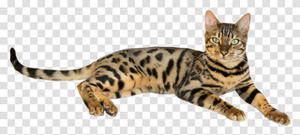 Brown Spotted Tabby Bengal Cat 2 Chat De Race Tigr, Animal, Pet, Mammal, Panther Transparent Png