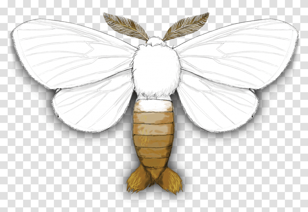 Brown Tail Moth Brown Tail Moth, Insect, Invertebrate, Animal, Butterfly Transparent Png