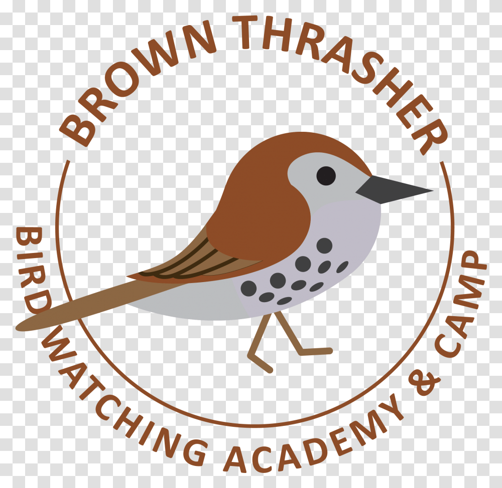 Brown Thrasher Bird Watching Academy Pdam Kendal, Animal, Finch, Text, Kiwi Bird Transparent Png