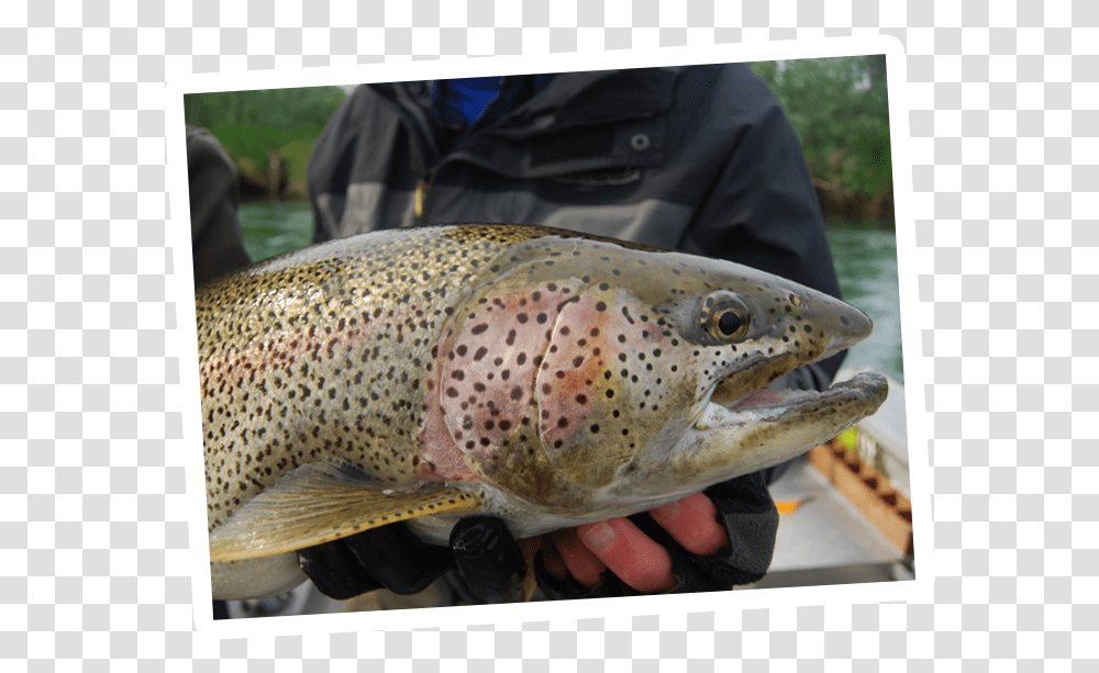 Brown Trout, Fish, Animal, Person, Human Transparent Png