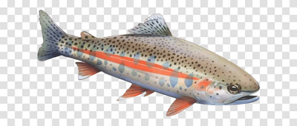 Brown Trout, Fish, Animal, Shark, Sea Life Transparent Png