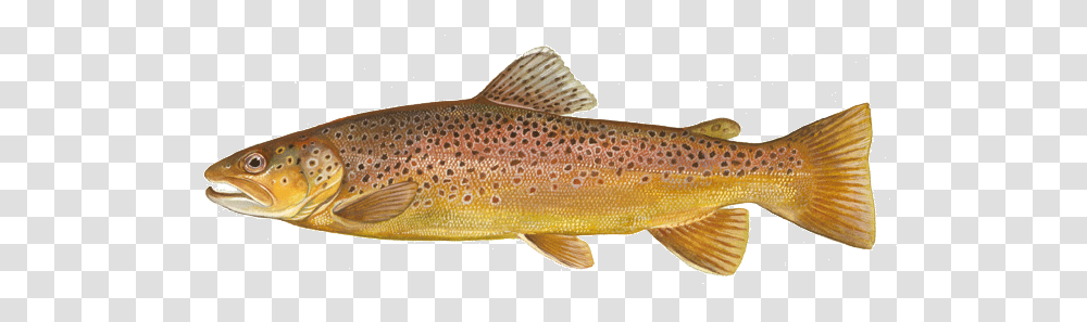 Brown Trout Free Brown Trout, Fish, Animal, Outdoors, Cod Transparent Png