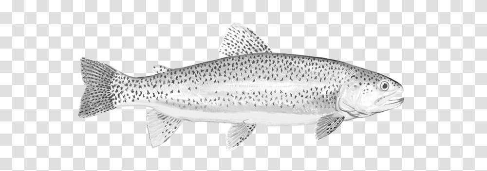Brown Trout Sea Trout, Fish, Animal, Cod, Sea Life Transparent Png
