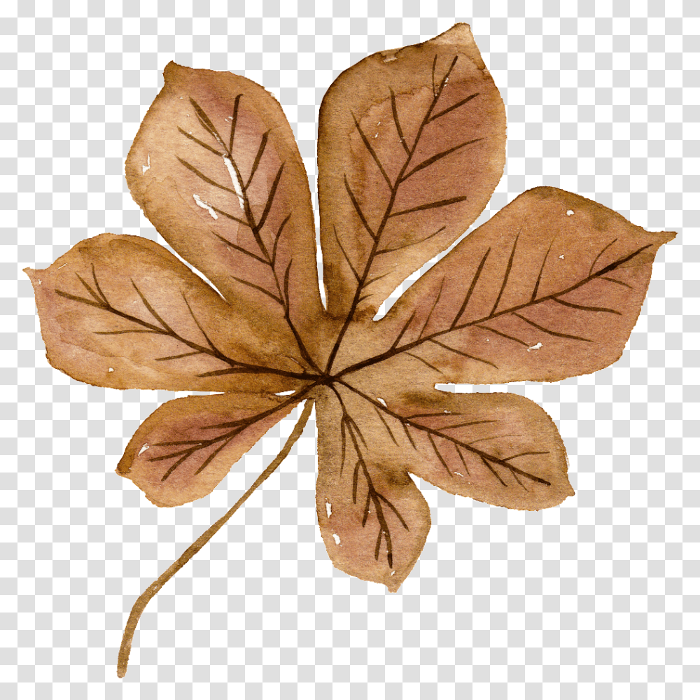 Brown Watercolor Leaf Aesthetic Fall Leave Stickers, Plant, Maple Leaf, Fungus, Tree Transparent Png