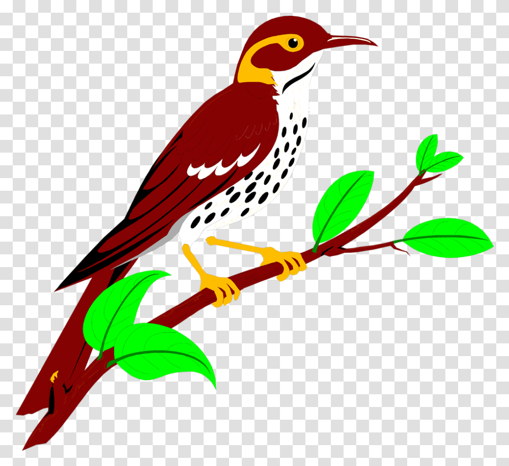 Brownish Red Thrush Free Stock Illustration Of Woodpecker Animated Bird, Animal, Finch, Art, Graphics Transparent Png
