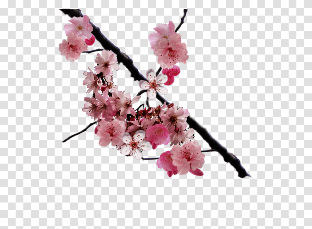Browse And Download Cherry Blossom Pictures, Flower, Plant Transparent Png