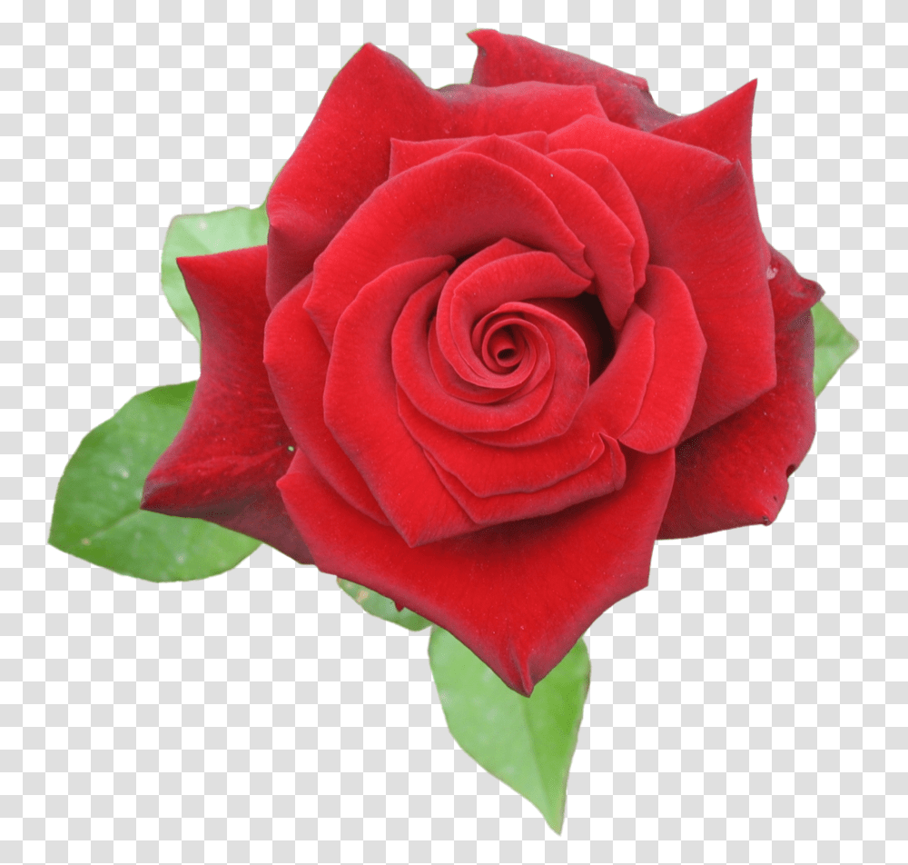 Browse And Download Rose Pictures Rose Red, Flower, Plant, Blossom, Petal Transparent Png