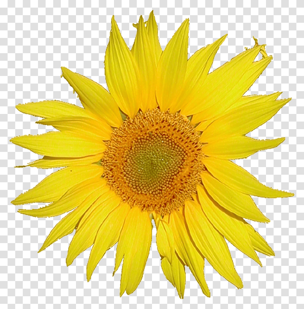 Browse And Download Sunflower Pictures Single Flower, Plant, Blossom Transparent Png