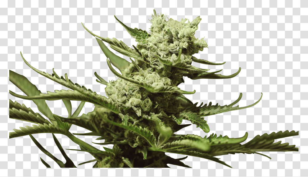 Bruce Banner Iii Flower, Plant, Hemp, Weed, Aloe Transparent Png