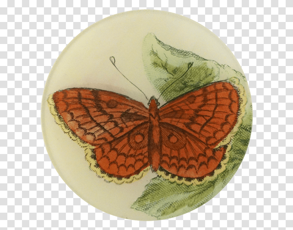 Brush Footed Butterfly, Animal, Insect, Invertebrate, Meal Transparent Png