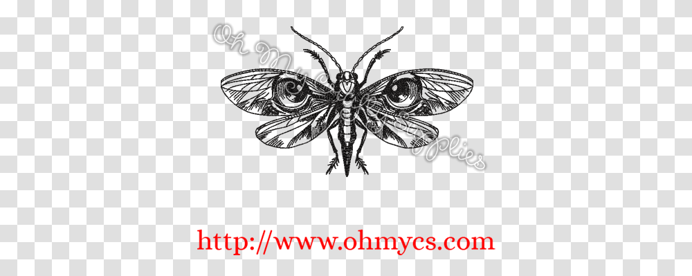Brush Footed Butterfly, Floral Design, Pattern Transparent Png