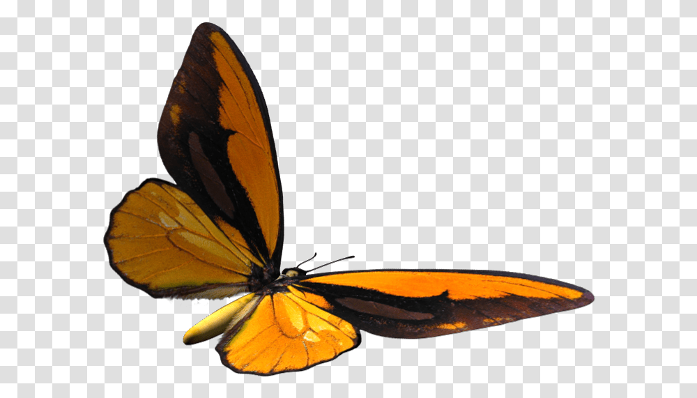 Brush Footed Butterfly, Insect, Invertebrate, Animal, Monarch Transparent Png