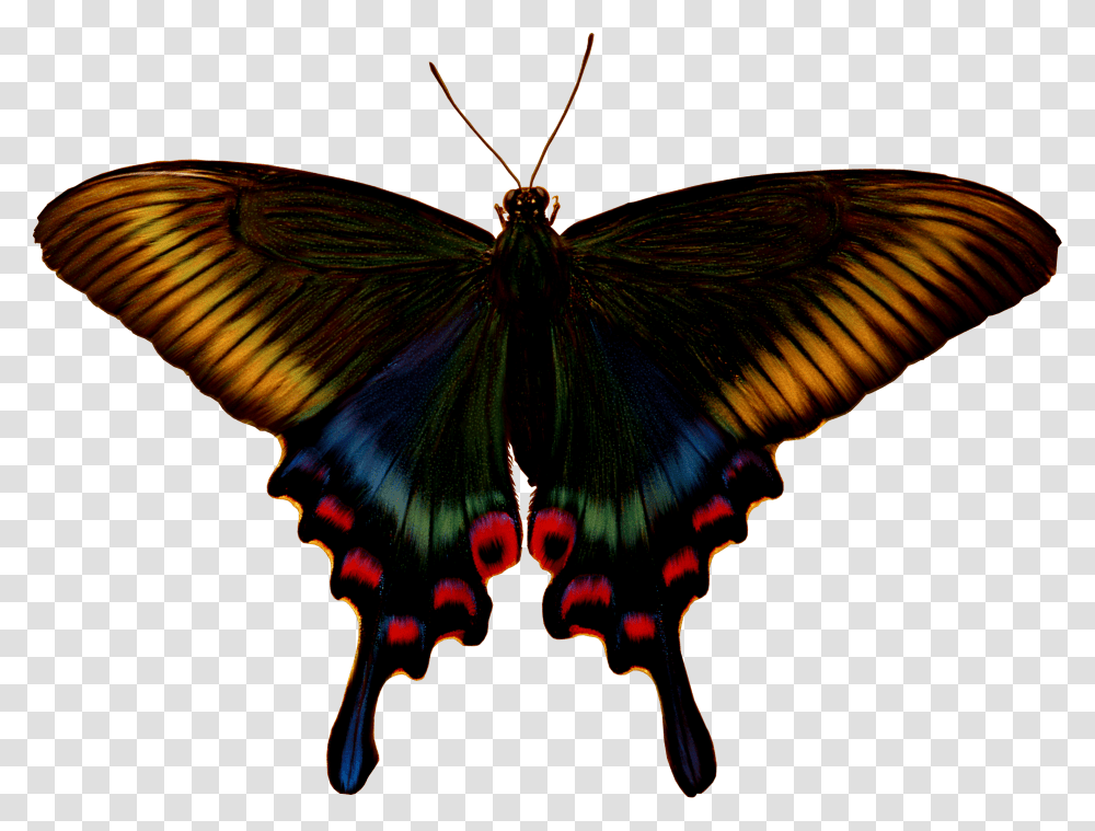Brush Footed Butterfly, Insect, Invertebrate, Animal, Ornament Transparent Png