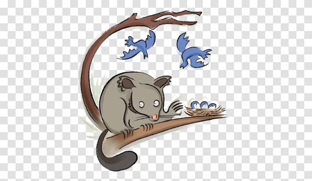 Brushtail Possum Wombats, Animal, Mammal, Cat, Pet Transparent Png