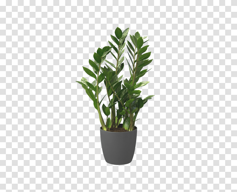 Brussels Round, Plant, Leaf, Pot, Tree Transparent Png