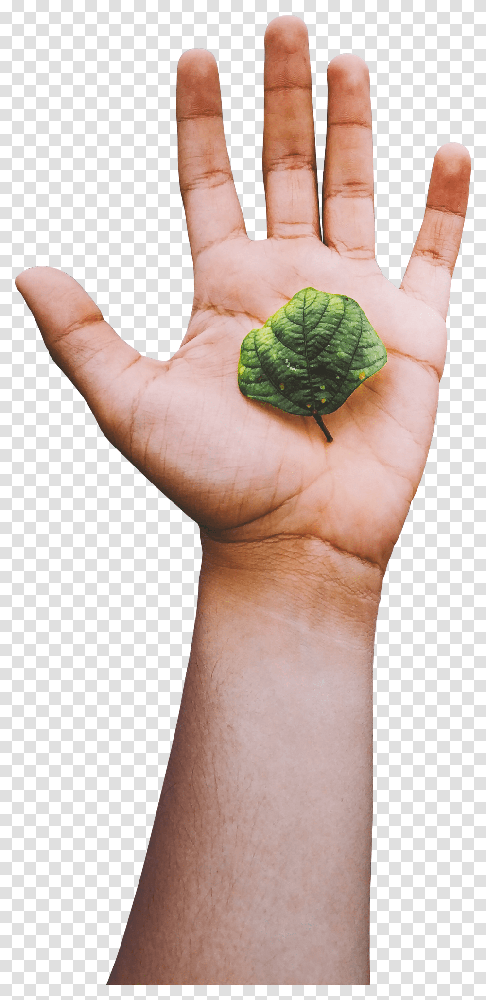 Brussels Sprout, Person, Human, Leaf, Plant Transparent Png