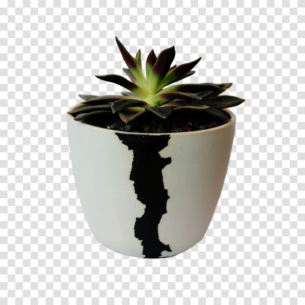 Btw Ceramics Medium White Crater Planter With Plant Hshinteriors, Pot, Leaf, Tabletop, Furniture Transparent Png