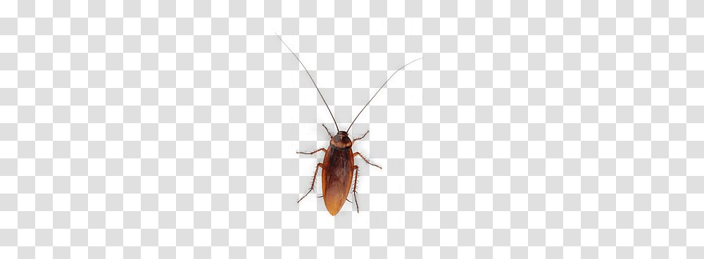 Bu, Insect, Invertebrate, Animal, Cockroach Transparent Png