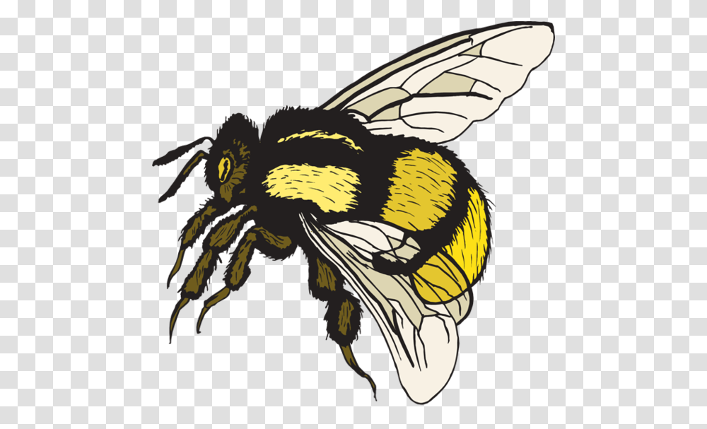 Bubble Bee Cliparts, Apidae, Insect, Invertebrate, Animal Transparent Png