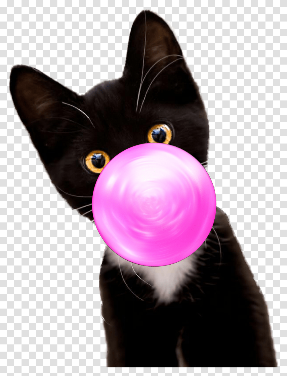 Bubble Gum Kitten Black Cat, Person, Human, Pet, Mammal Transparent Png