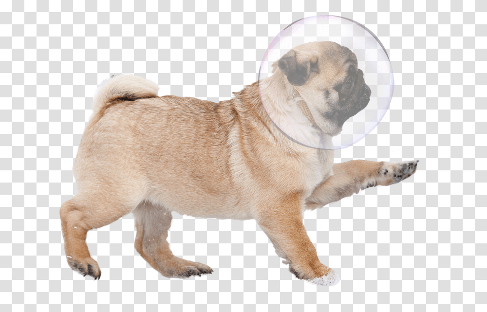 Bubbles Bubble Pug, Dog, Pet, Canine, Animal Transparent Png