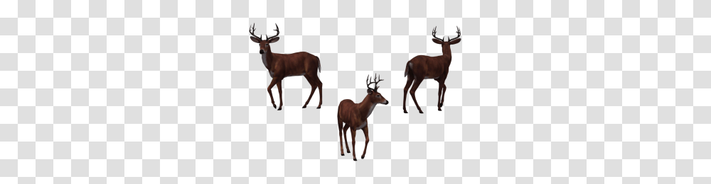 Buck Image, Antelope, Wildlife, Mammal, Animal Transparent Png