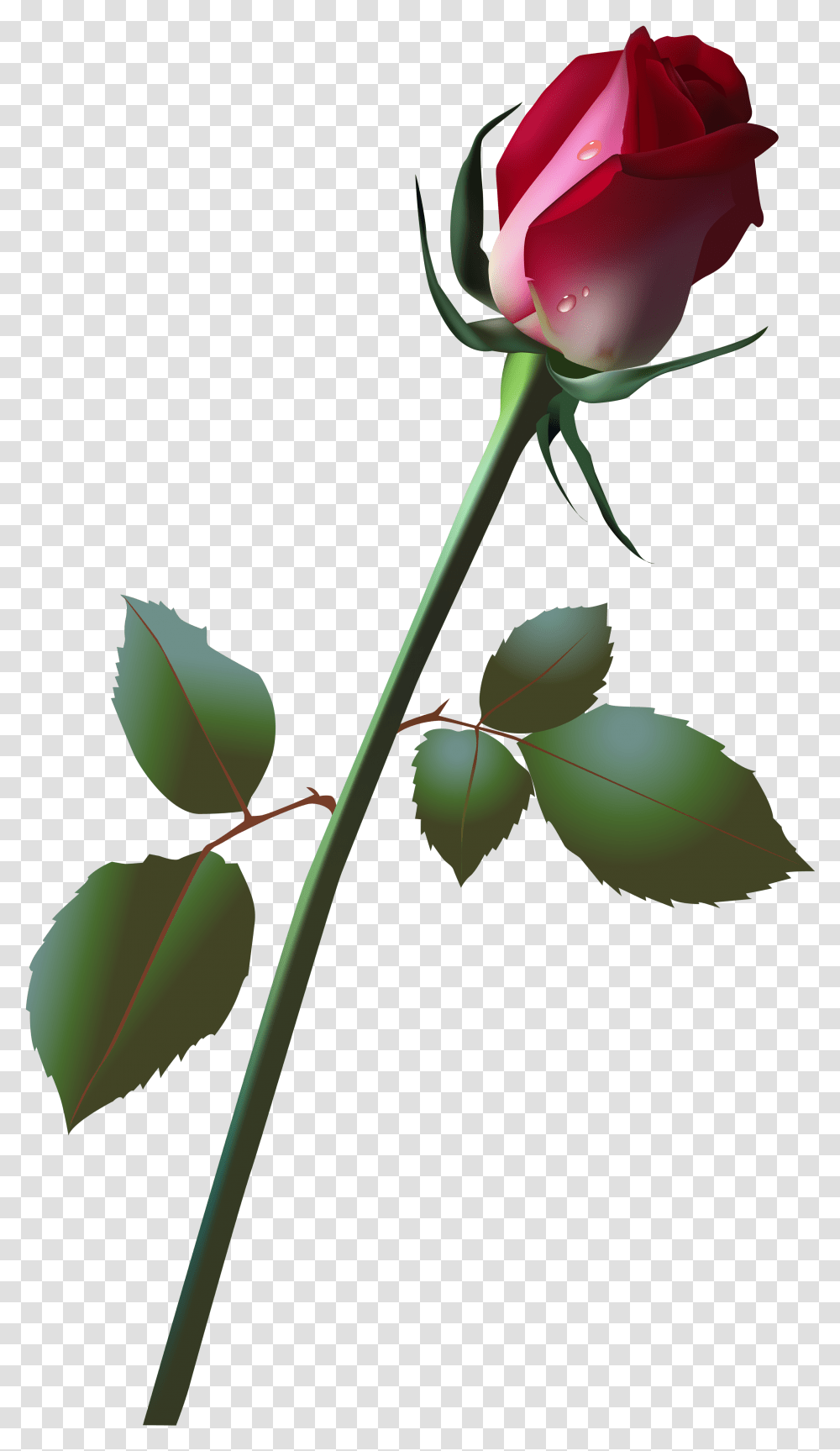 Bud Clip Art Image, Plant, Rose, Flower, Blossom Transparent Png