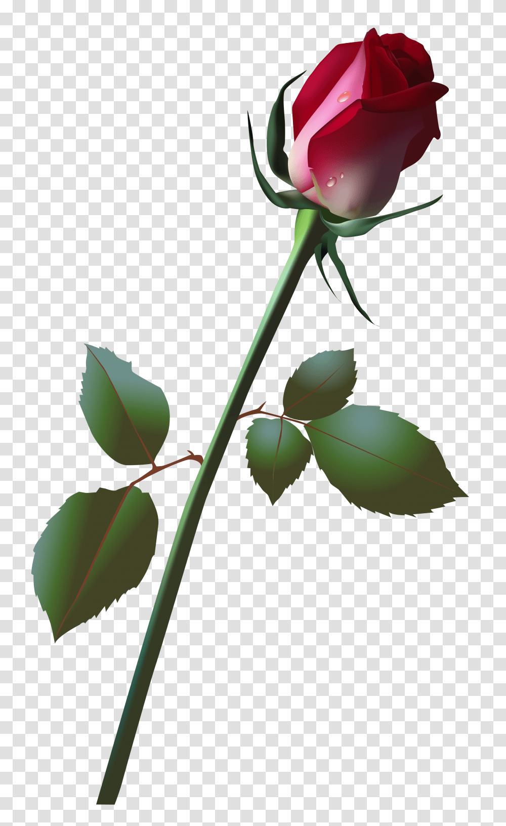 Bud Cliparts, Plant, Rose, Flower, Blossom Transparent Png