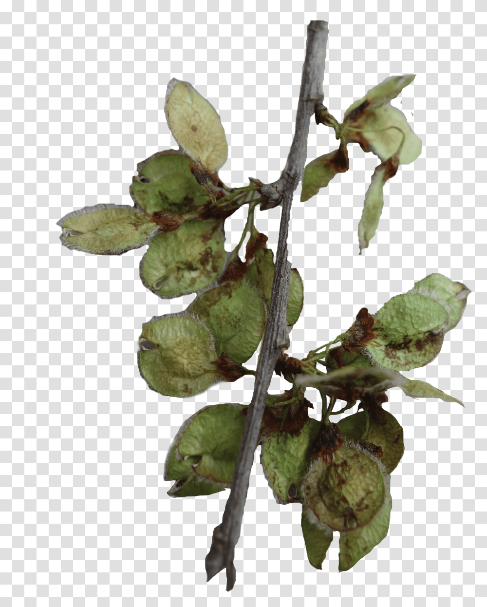 Bud Download Tree Transparent Png