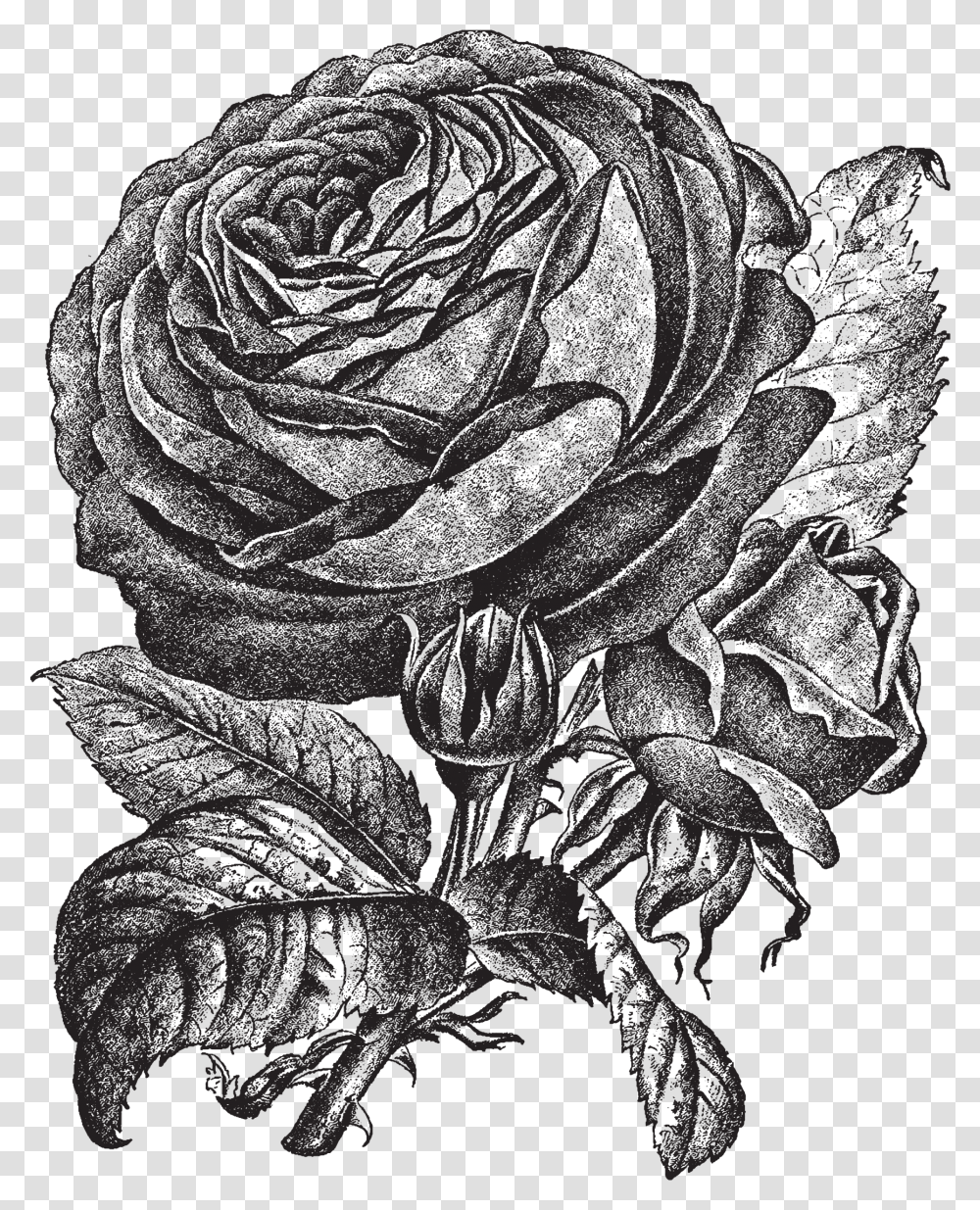 Bud Drawing Pink Rose Illustration, Plant, Floral Design Transparent Png