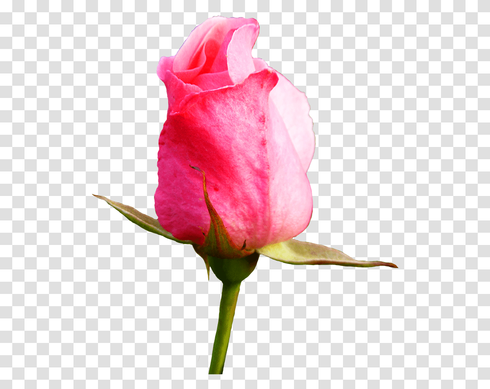 Bud Drawing Pink Rose Pink Rose Bud Drawing, Flower, Plant, Blossom Transparent Png