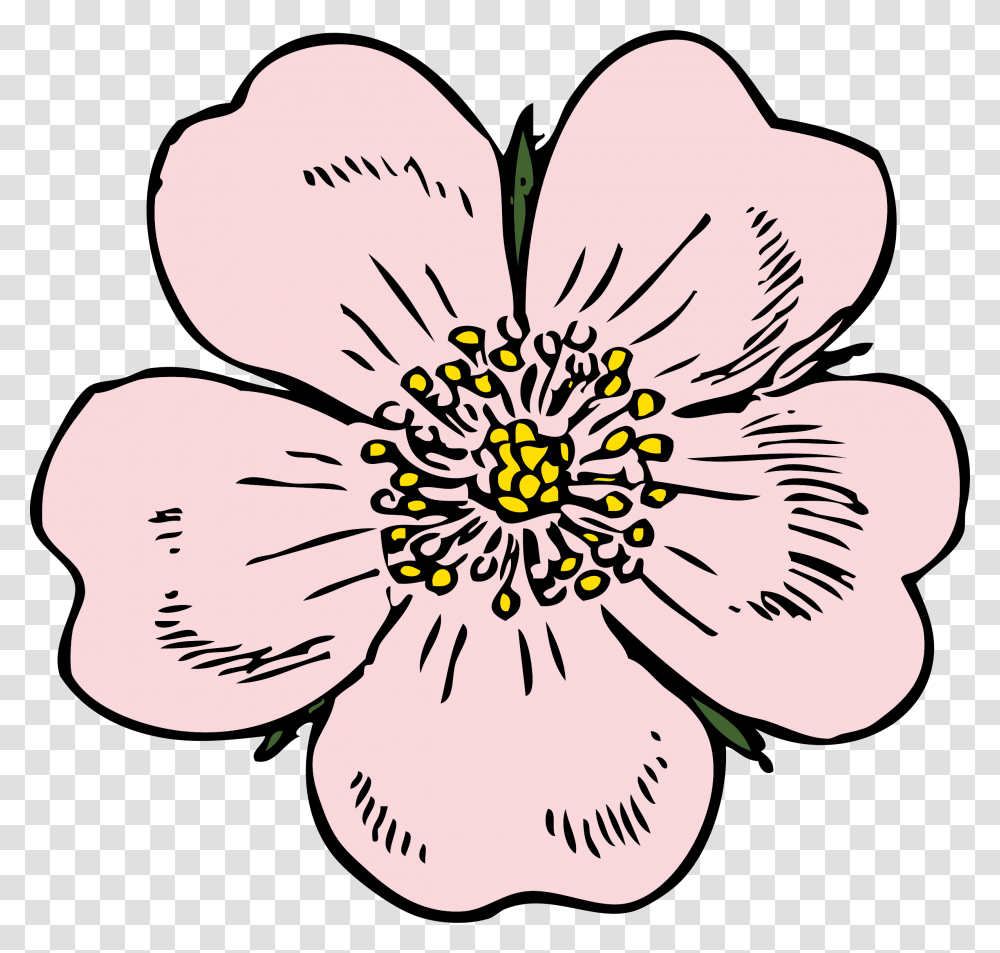 Bud Drawing Wild Rose Apple Blossom Flower Drawings, Plant, Anther, Pollen, Petal Transparent Png