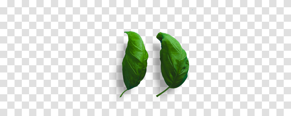 Bud, Leaf, Plant, Green, Veins Transparent Png