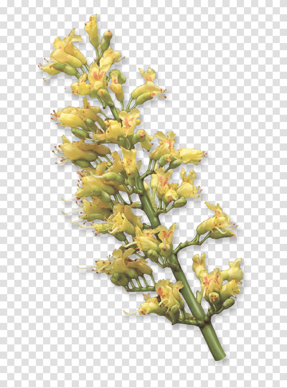 Bud, Plant, Flower Transparent Png
