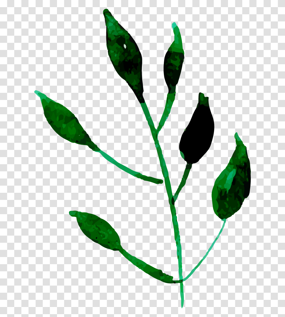 Bud, Plant, Flower, Blossom, Green Transparent Png