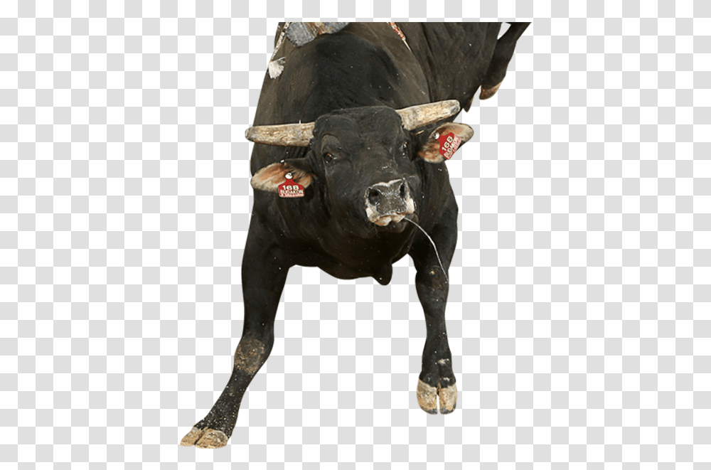 Budakon Bull, Mammal, Animal, Cow, Cattle Transparent Png
