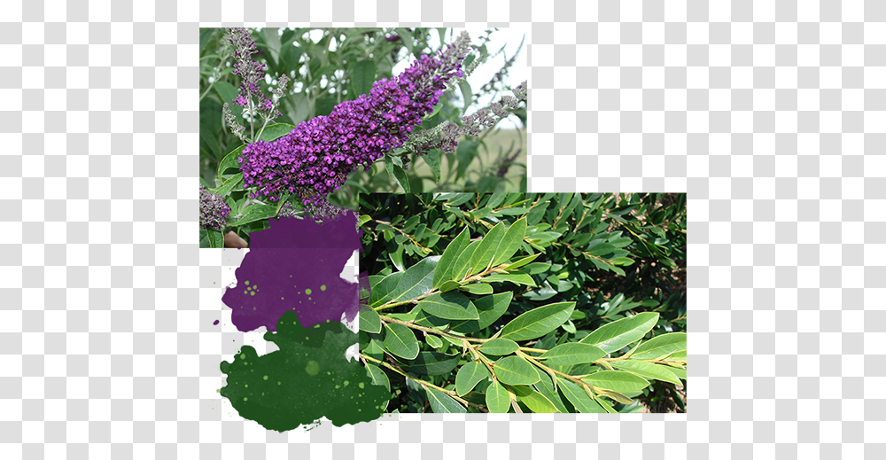 Buddleia, Plant, Flower, Blossom, Lilac Transparent Png