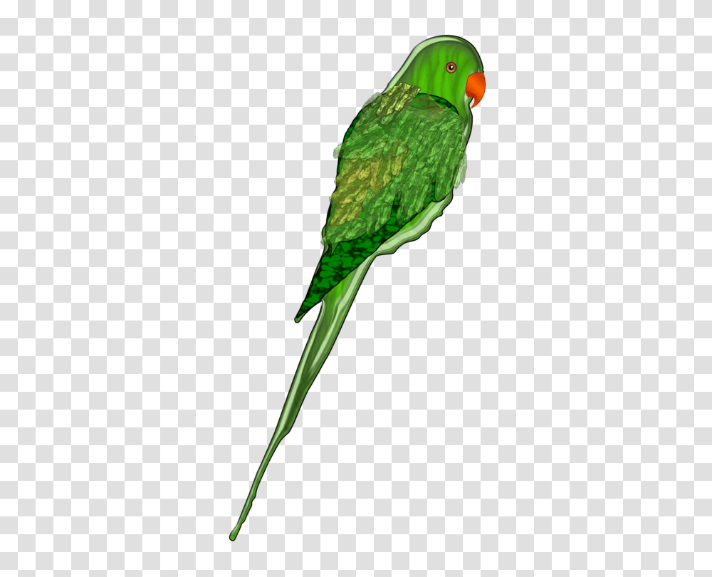Budgerigar Bird Amazon Parrot True Parrot Parakeet, Animal Transparent Png