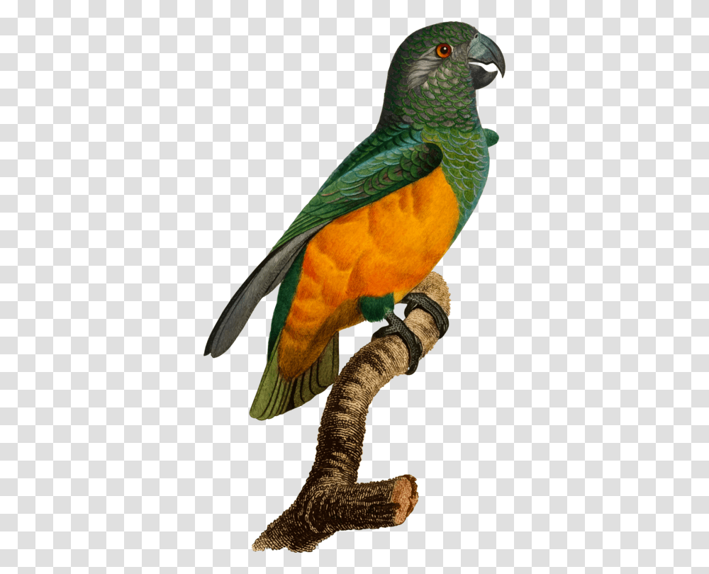 Budgerigar Bird Parrot Download Parakeet, Animal, Macaw, Snake, Reptile Transparent Png