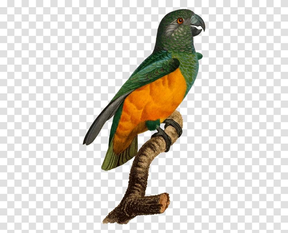 Budgerigar Bird Parrot Parrot Clipart Full Size Clipart Parrots, Animal, Macaw, Snake, Reptile Transparent Png