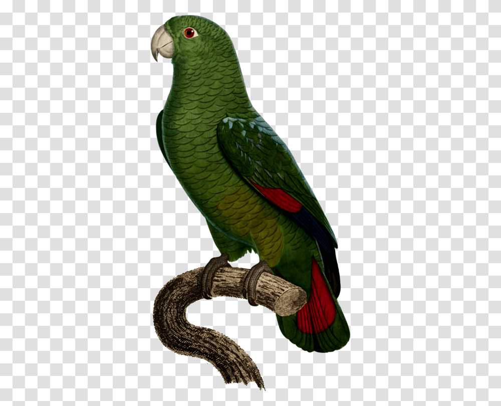 Budgerigar Drawing True Parrot Cockatoo, Bird, Animal, Snake, Reptile Transparent Png